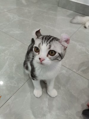流木君