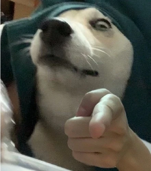 南风不竞