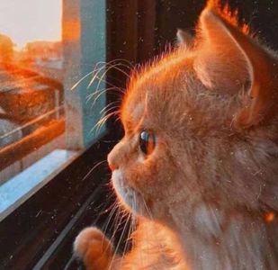 夕阳猫