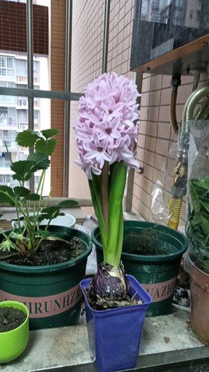 古月