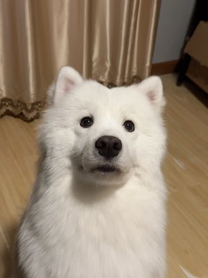 阿难