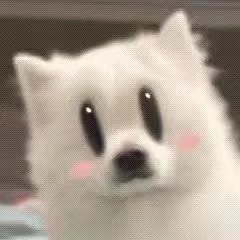 鸽子精