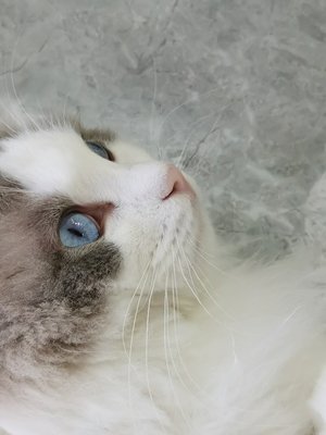 清秋西楼
